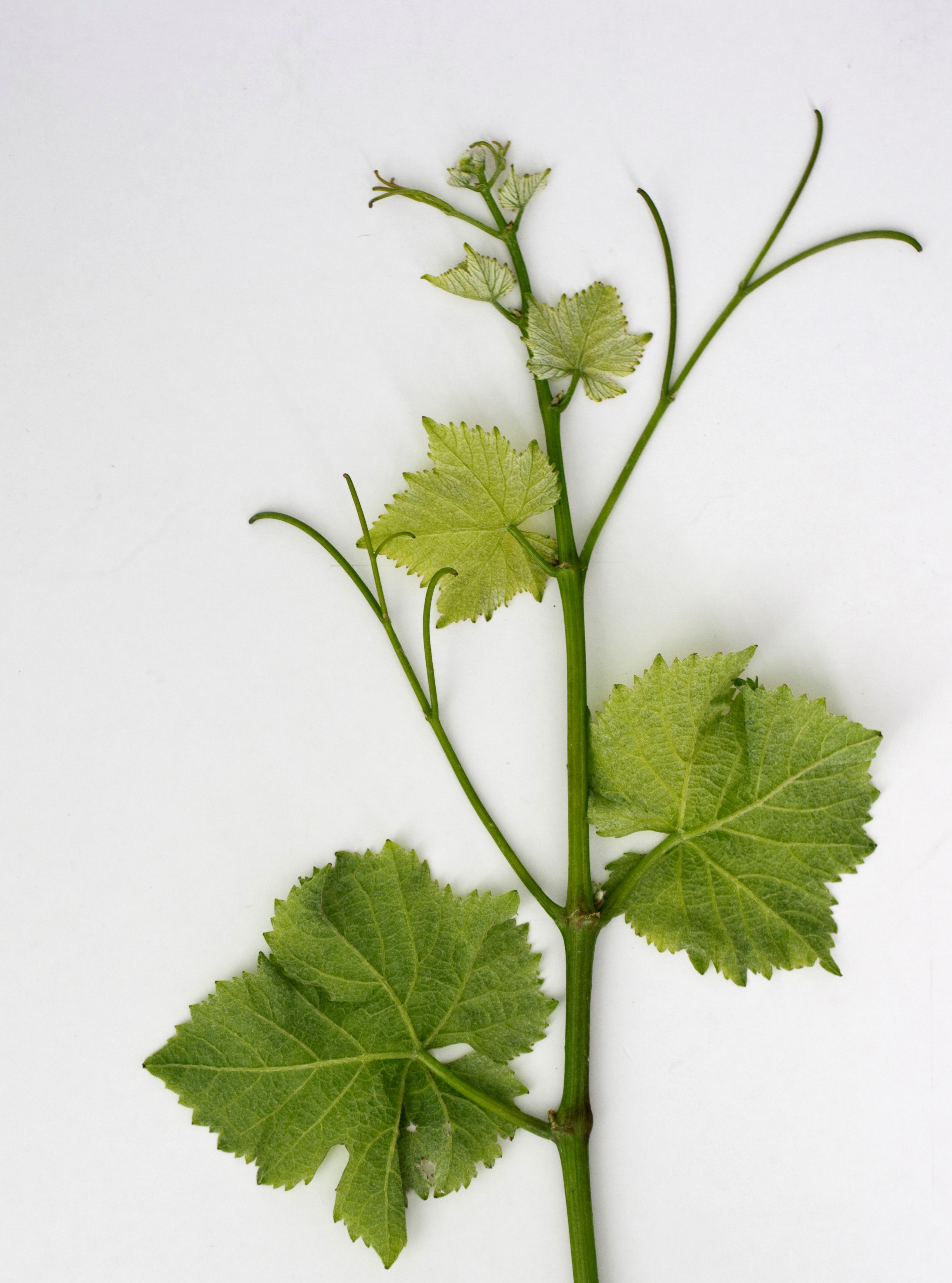 VIVC9272 PINOT BLANC Shoot tip 12818