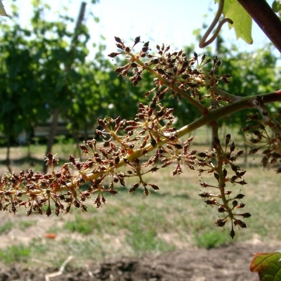 06190027BlueteCabernetMitos4