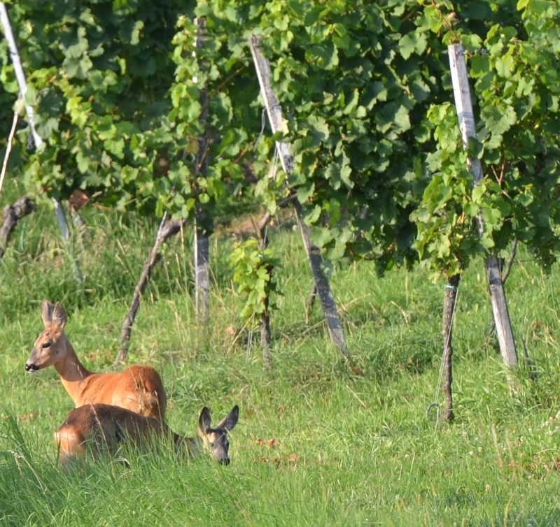 Unsere Weinberge im August
