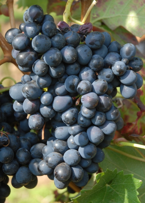 Barbera ANT 0802