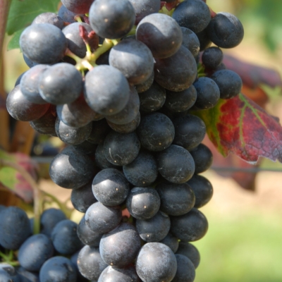 Barbera ANT 0803