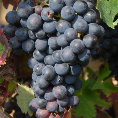 Barbera ANT 0805