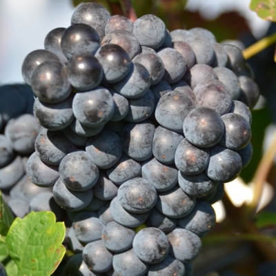 Cabernet Franc 5 Gm ANT 6427