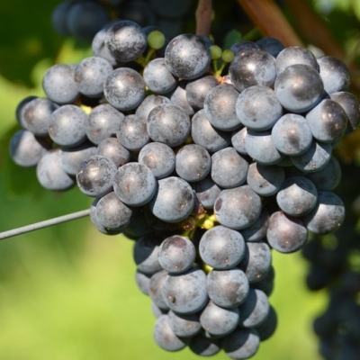 Cabernet Franc 7 Gm ANT 6416