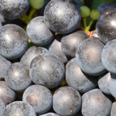 Cabernet Franc 7 Gm ANT 6416b