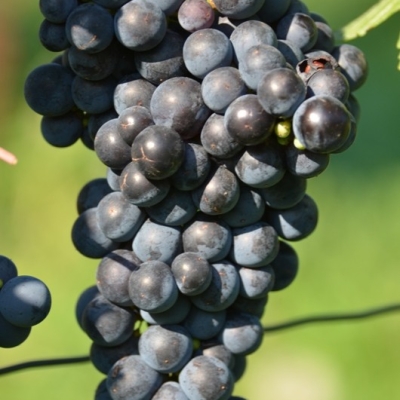 Cabernet Franc 7 Gm ANT 6420