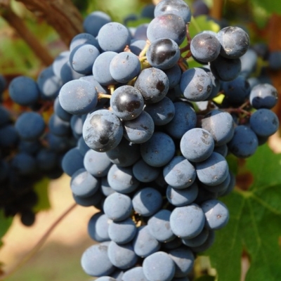 Cabernet Franc ANT 0798