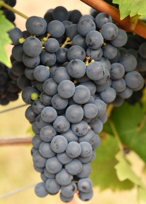Cabernet Jura ANT 4203