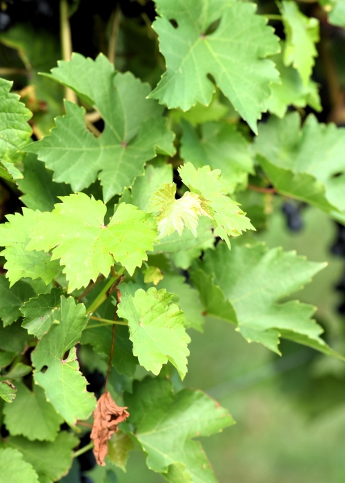 Cabernet Volos ANT 2763