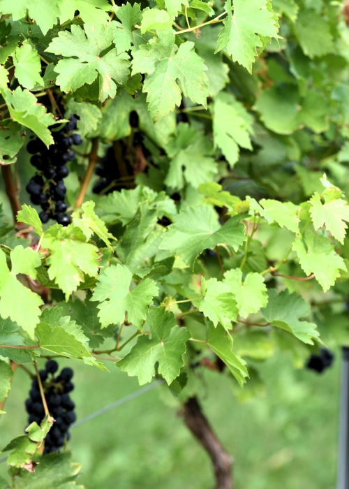 Cabernet Volos ANT 2764