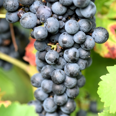 Cabernet Volos ANT 2766