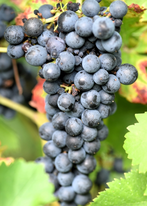 Cabernet Volos ANT 2766