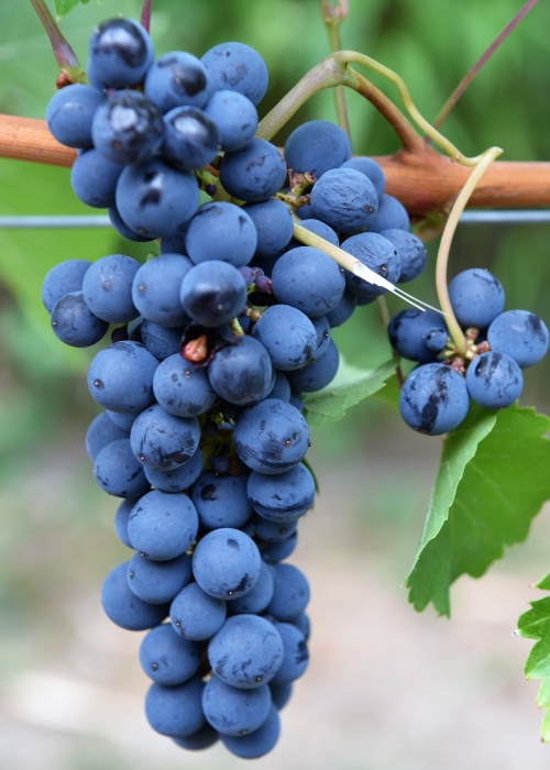 Cabernet Volos ANT 4153