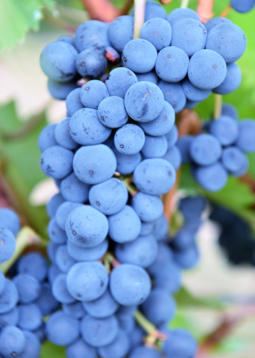Cabernet Volos ANT 4154
