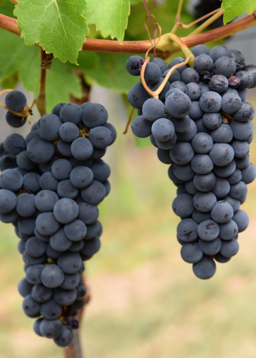 Cabernet Volos ANT 4160