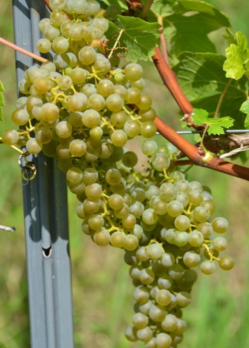 Cabernet blanc ANT 5307
