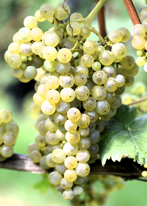 Donauriesling ANT 2726