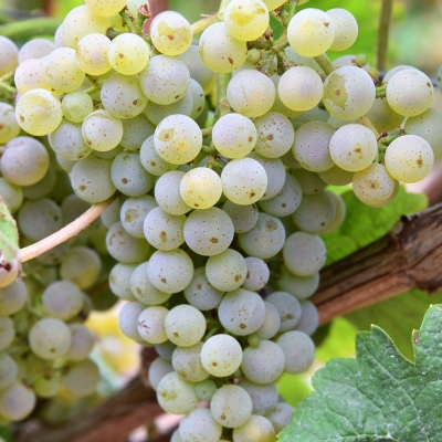 Donauriesling ANT 4098