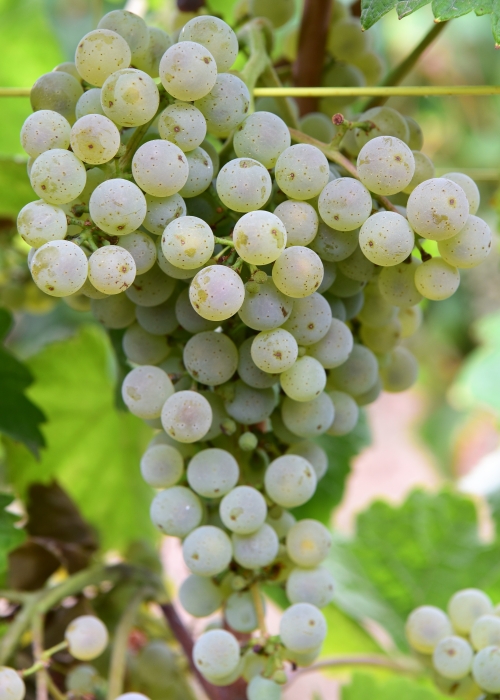 Donauriesling ANT 4099