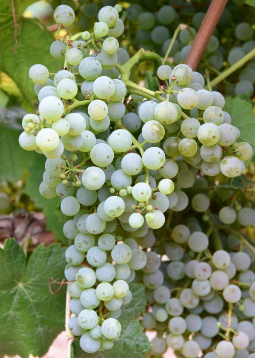 Donauriesling ANT 4100
