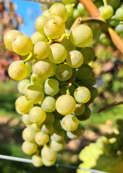 Donauveltliner 20210925 152810
