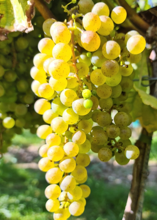 Donauveltliner 20210925 152858