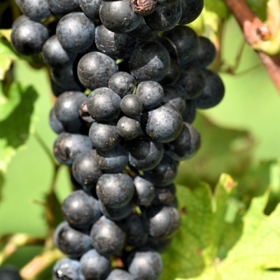 Merlot Kanthus ANT 2665