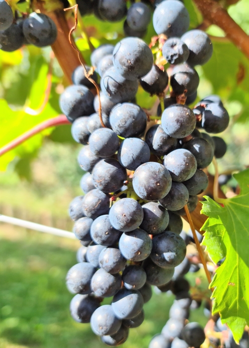 Merlot Khorus 20210925 154422