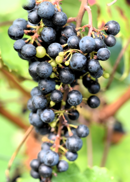 Merlot Khorus ANT 2757