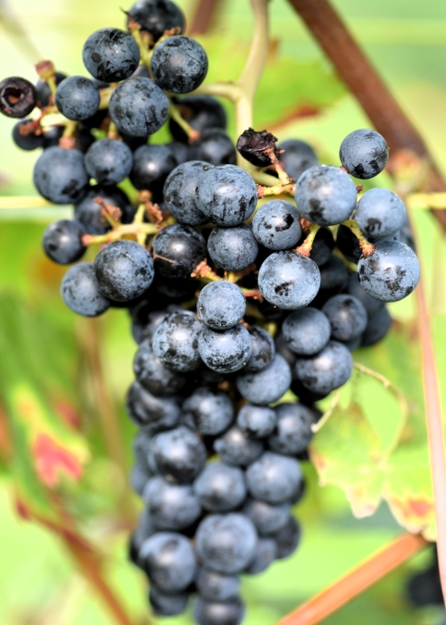 Merlot Khorus ANT 2759