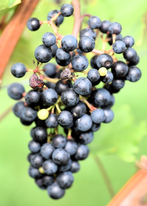 Merlot Khorus ANT 2760