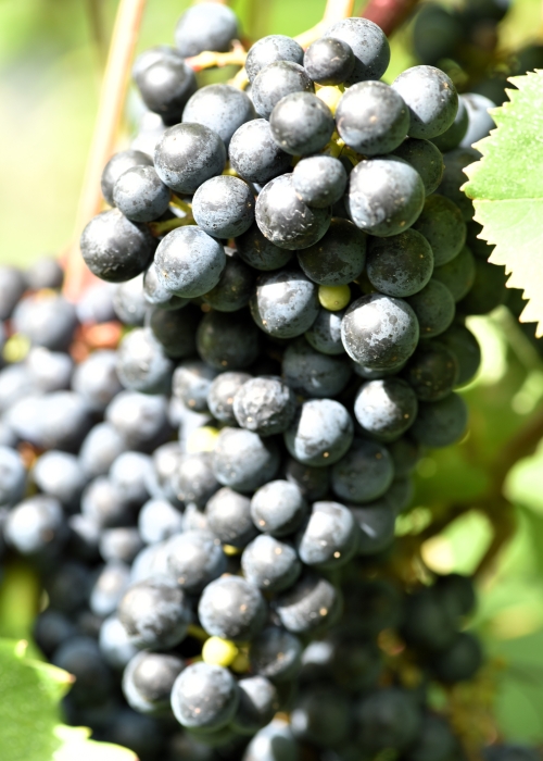 Pinot Nova ANT 2674