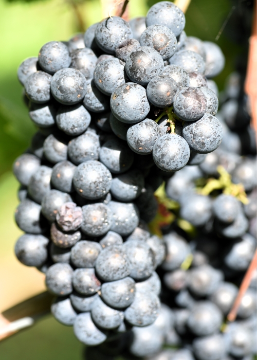 Pinot Nova ANT 2677
