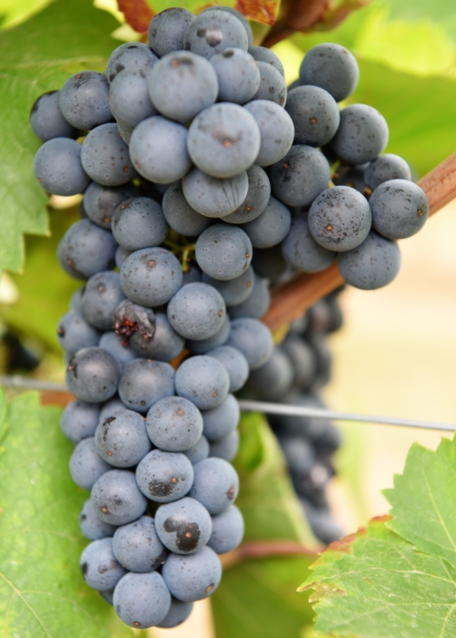 Pinot Nova ANT 4185