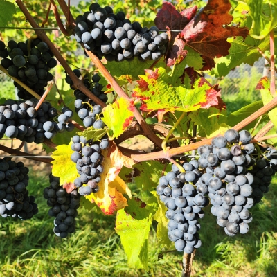 Pinot nova 20210925 153229