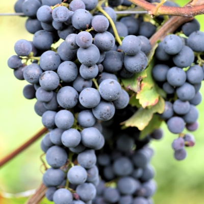 Pinotin ANT 2635