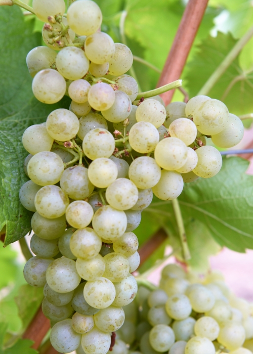 Sauvignon Kretos ANT 4043