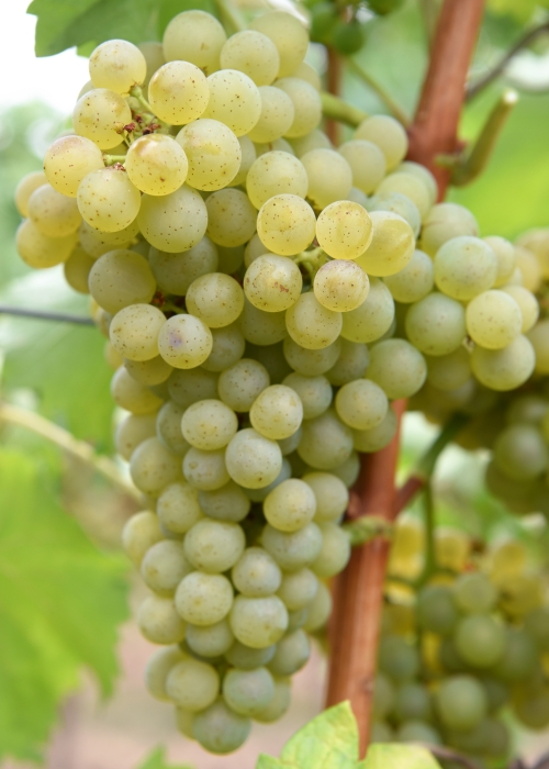 Sauvignon Kretos ANT 4046