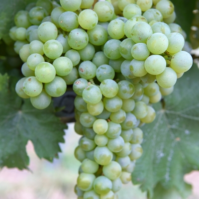 Sauvignon Kretos ANT 4048