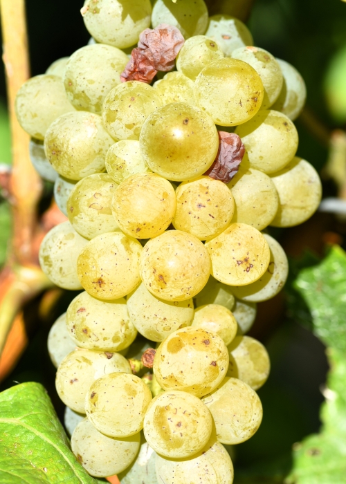 Sauvignon blanc Entav 159 ANT 3015