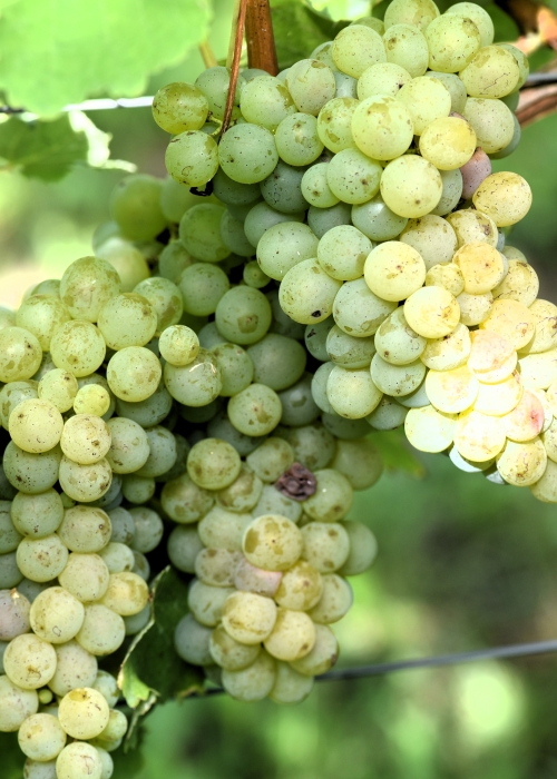 Sauvignon blanc Entav 242 ANT 2988