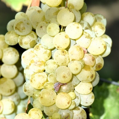 Sauvignon blanc Entav 242 ANT 2992