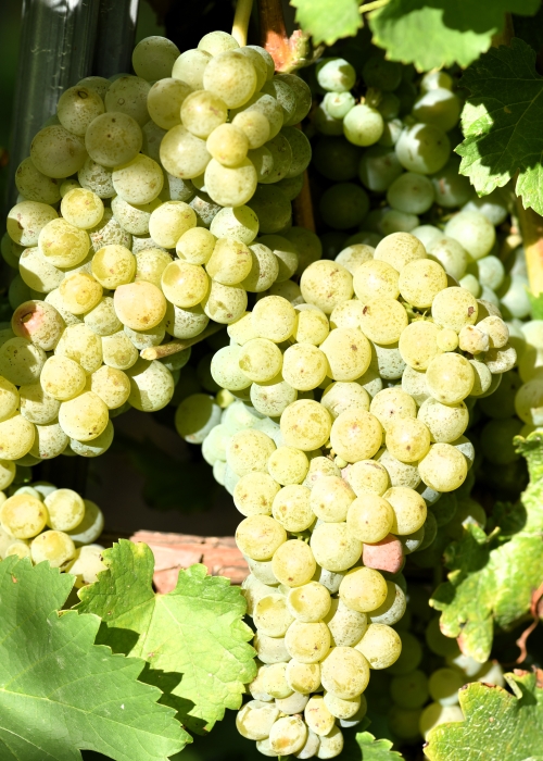 Sauvignon blanc Entav 530 ANT 3026