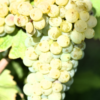 Sauvignon blanc Entav 530 ANT 3027