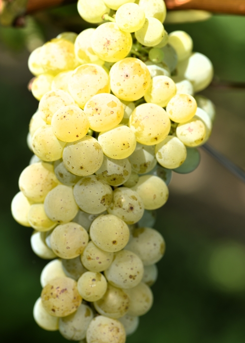 Sauvignon blanc Entav 906 ANT 3004