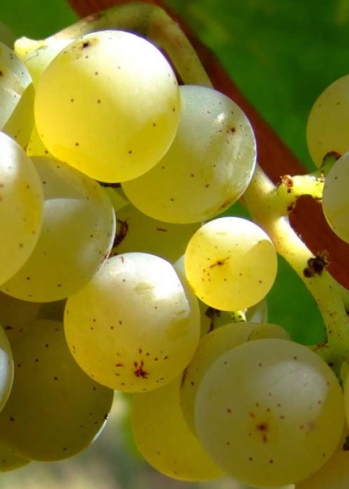 Sauvignon blanc nah