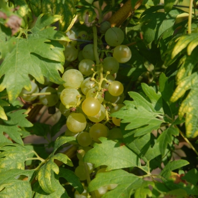 Schlitzgutedel ANT 0518