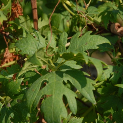 Schlitzgutedel ANT 0524