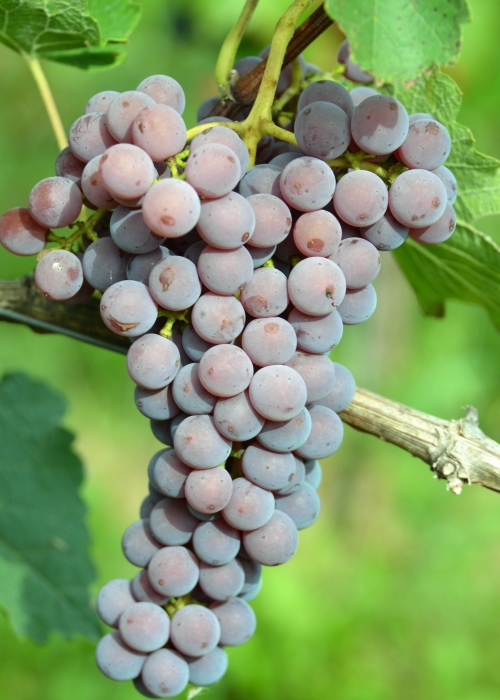 Souvignier gris ANT 5962