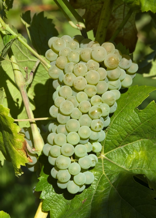 VIVC22828 CALARDIS BLANC Cluster in the field 18220-1